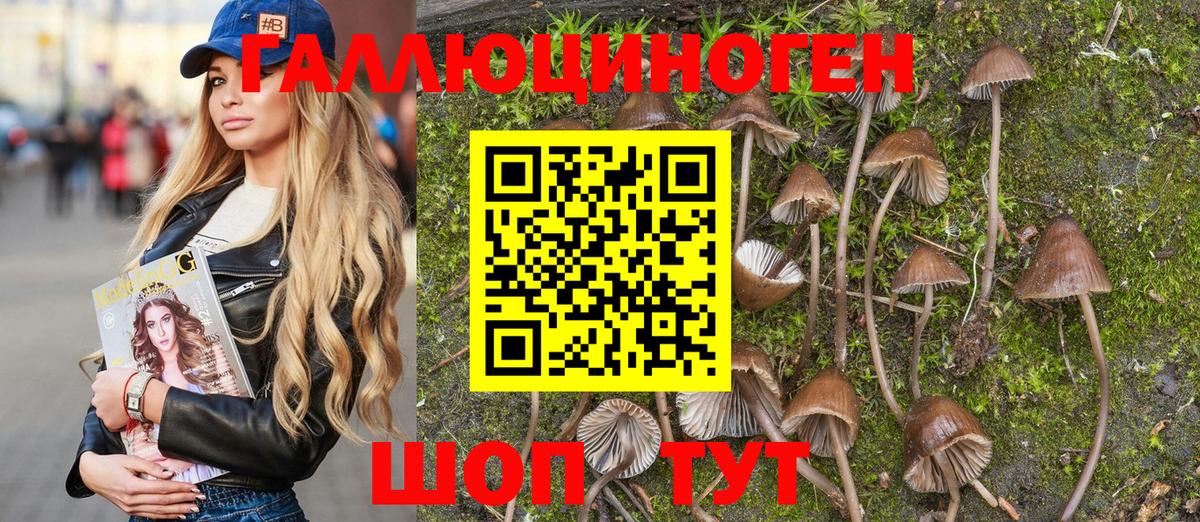Галлюциногенные грибы Psilocybine cubensis Петропавловск-Камчатский